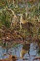 082 Okavango Delta, ralreiger